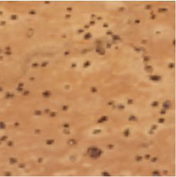 93730 PORTEL A5. Caderno capa dura A5
caderno de cortiça personalizado
Caderno personalizado de cortiça.